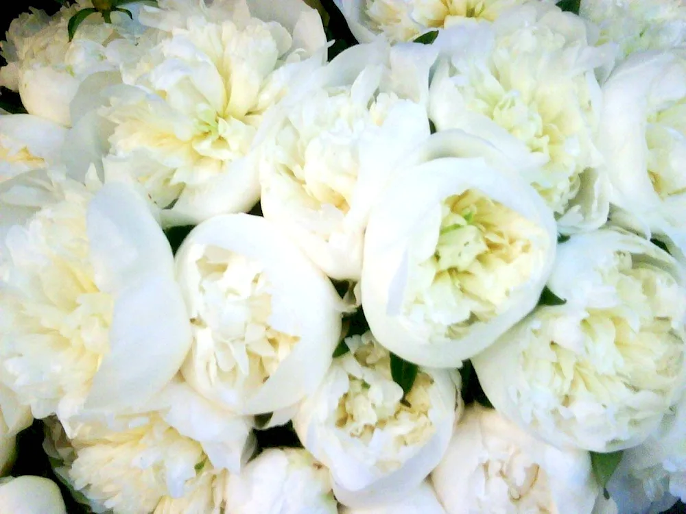 Lily peony white