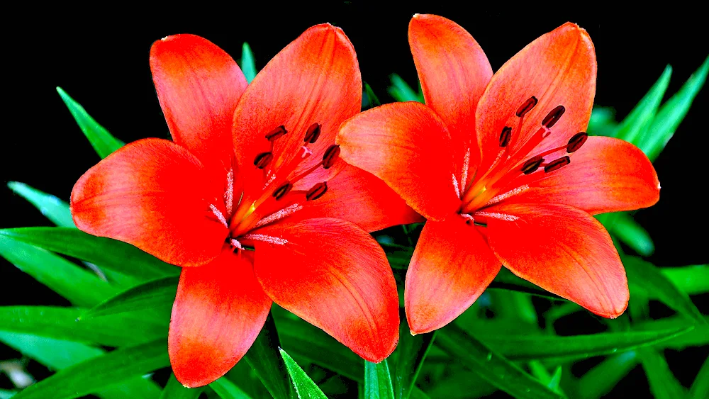 White lily