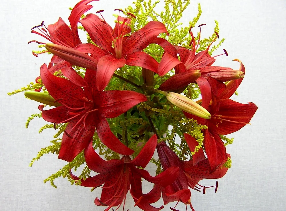 Lily red Flower