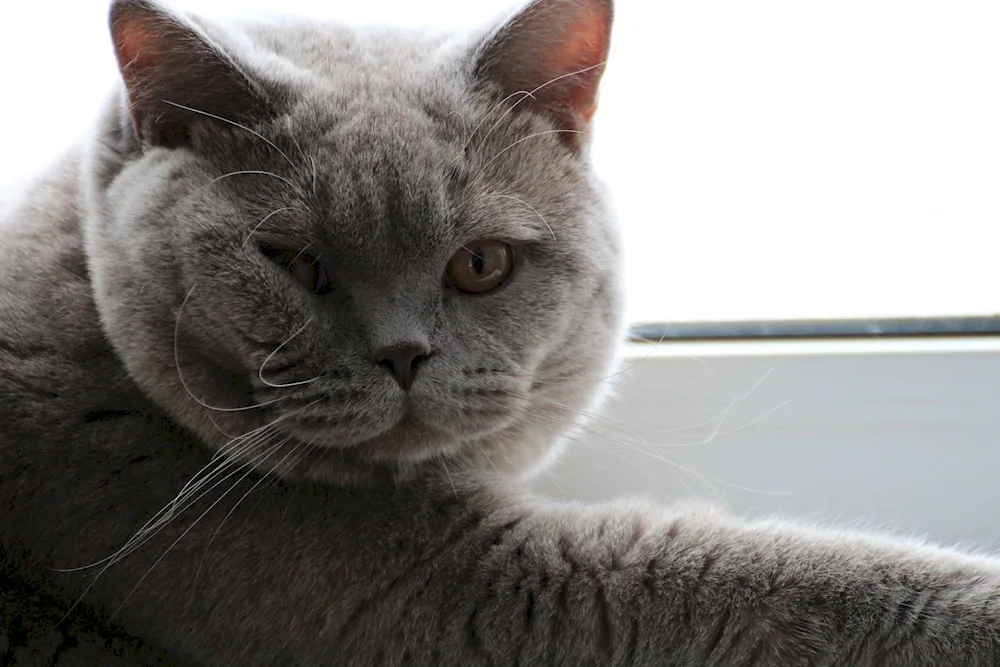 British blue cat