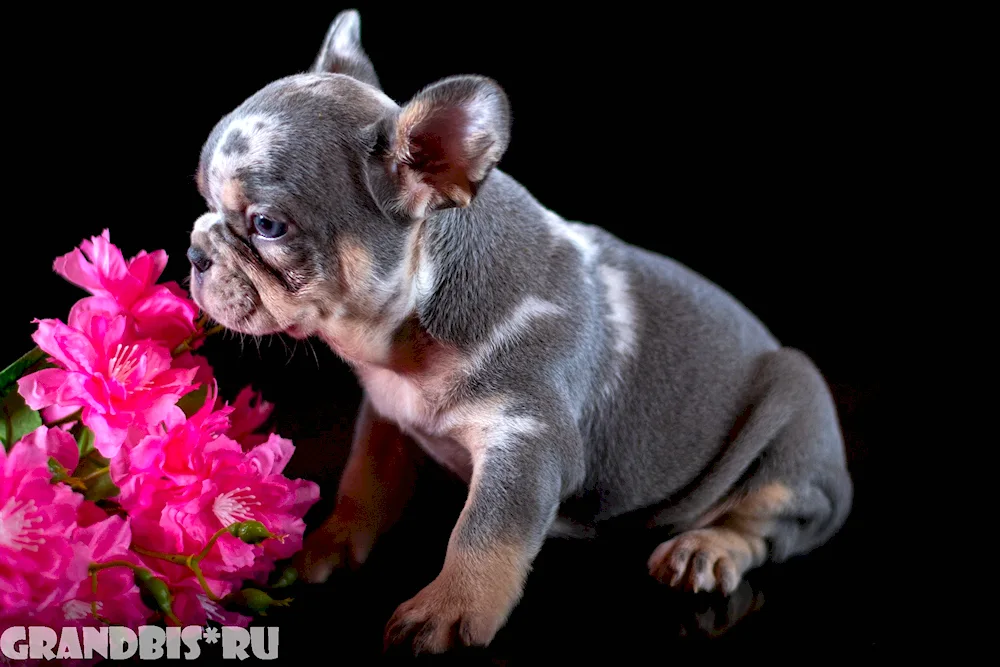 French bulldog tiger