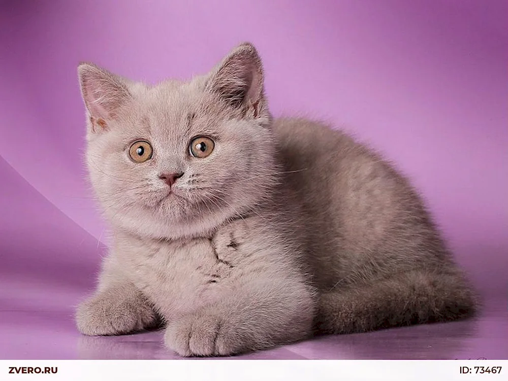 Lilac cat British