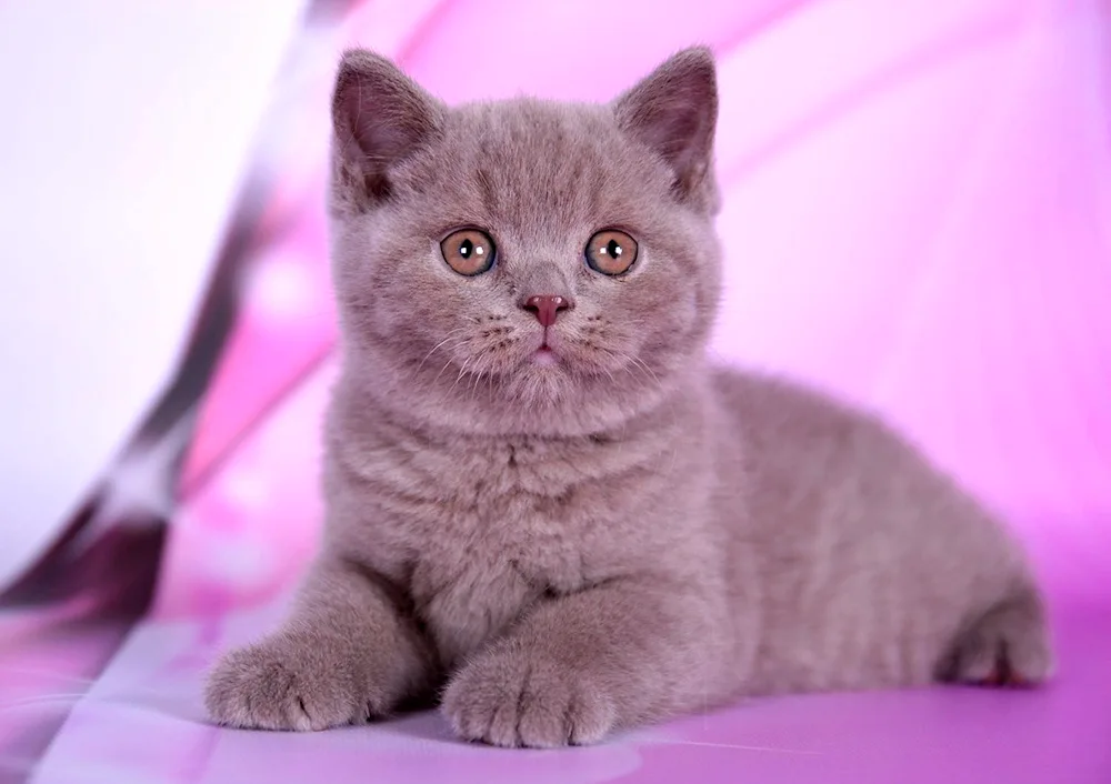 Lilac cat British