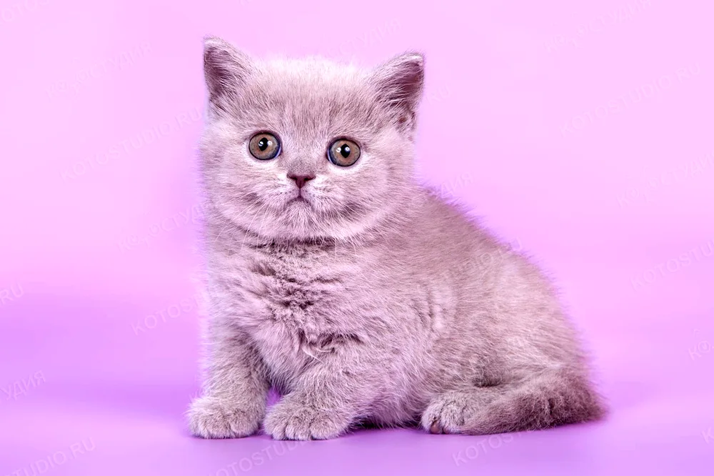 British shorthair cat purple