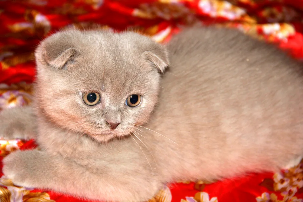 Lilac cat Scottish lop cat