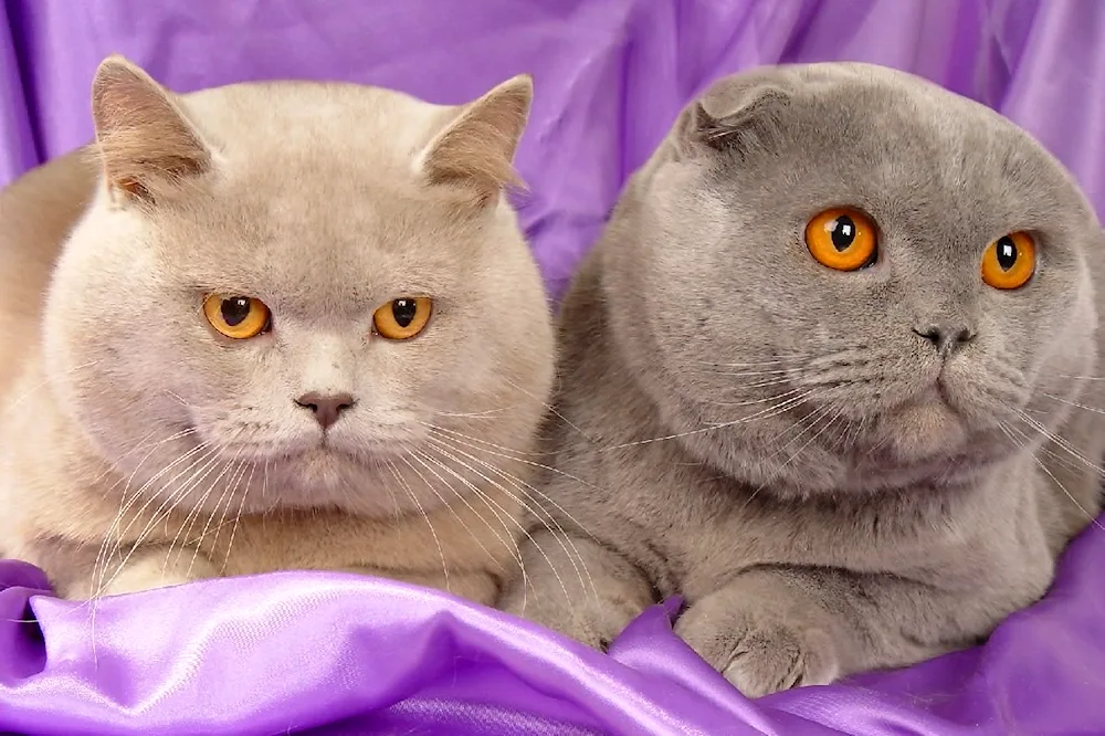 British lilac cat