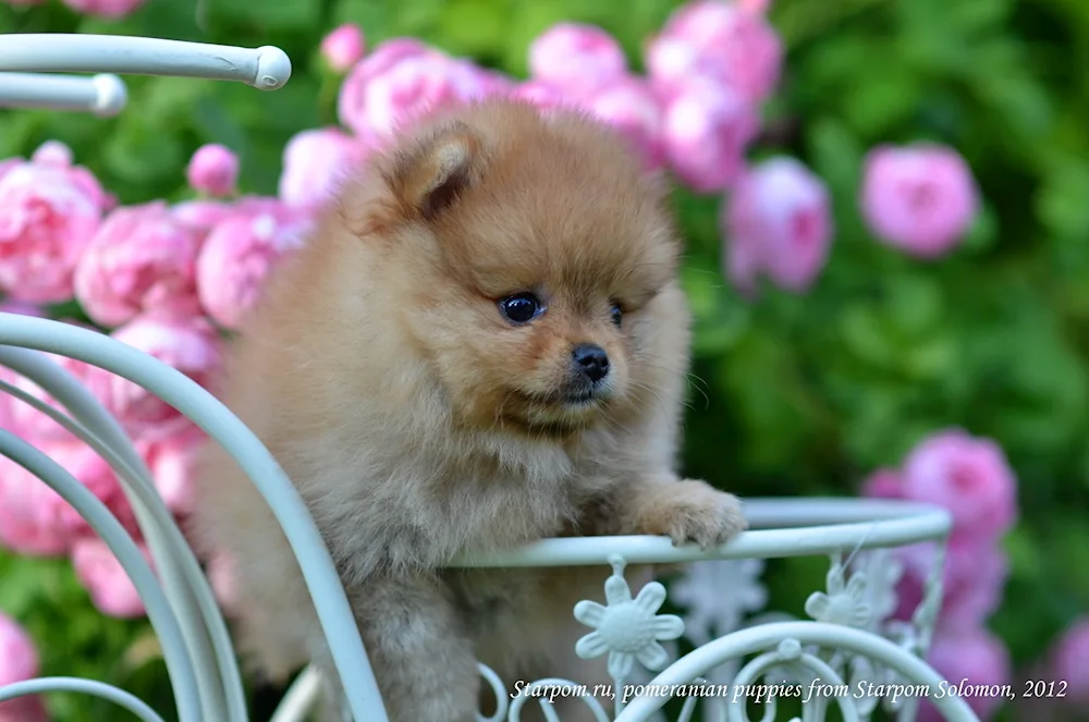 Pomeranian Spitz