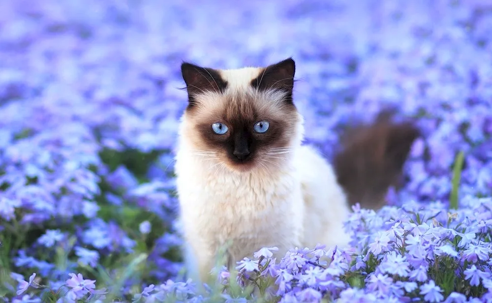 Siamese cat kitten