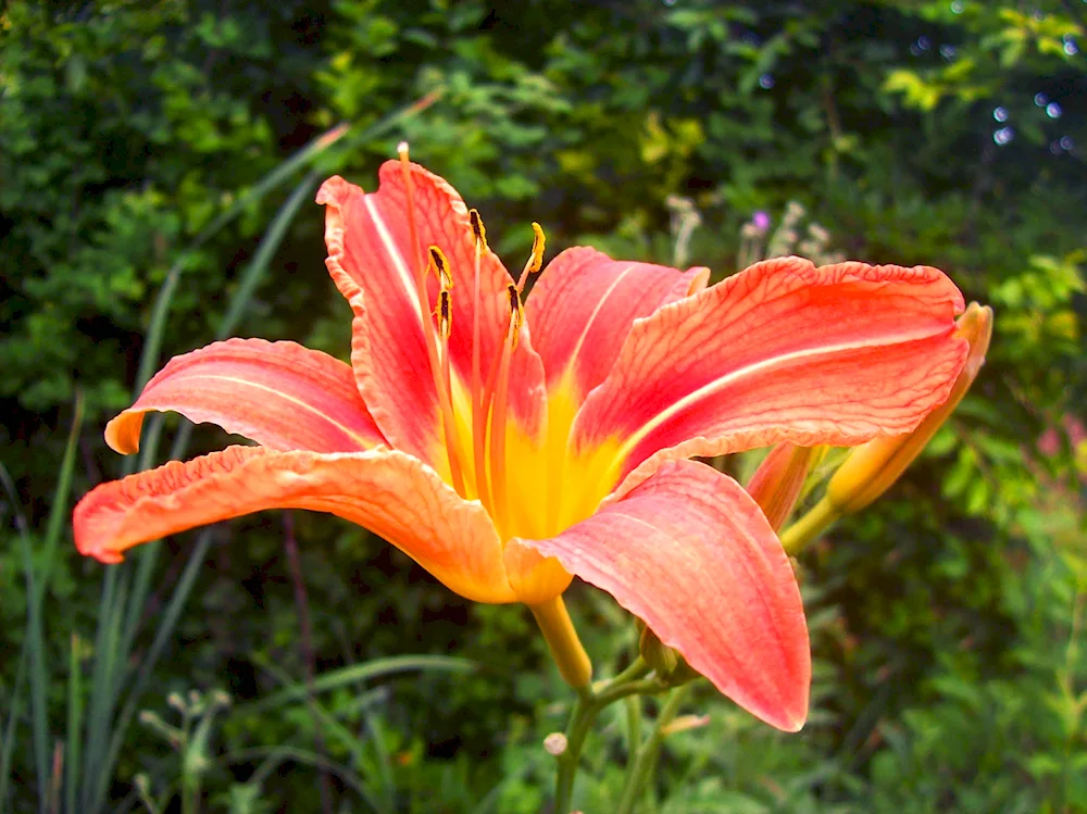 Lily_off_Valley