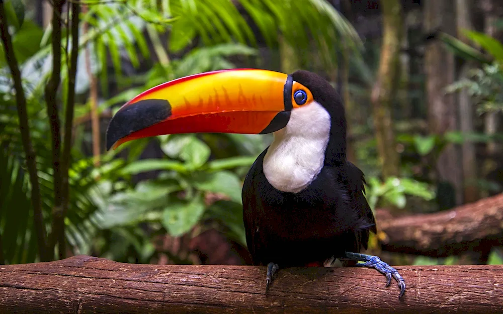 Costa rica toucan