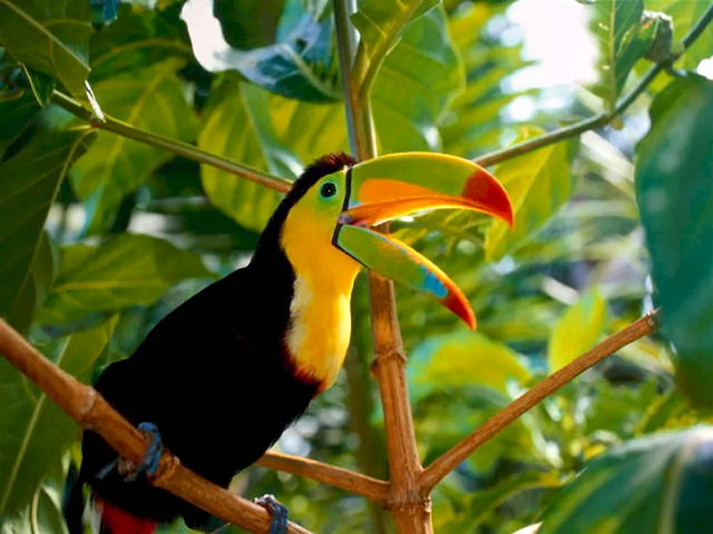 Long-tailed parrots. Parrots