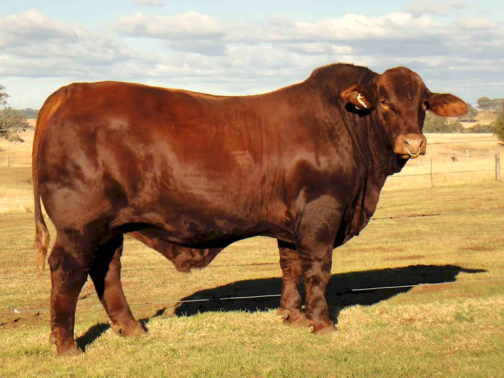 Limousin Bulls