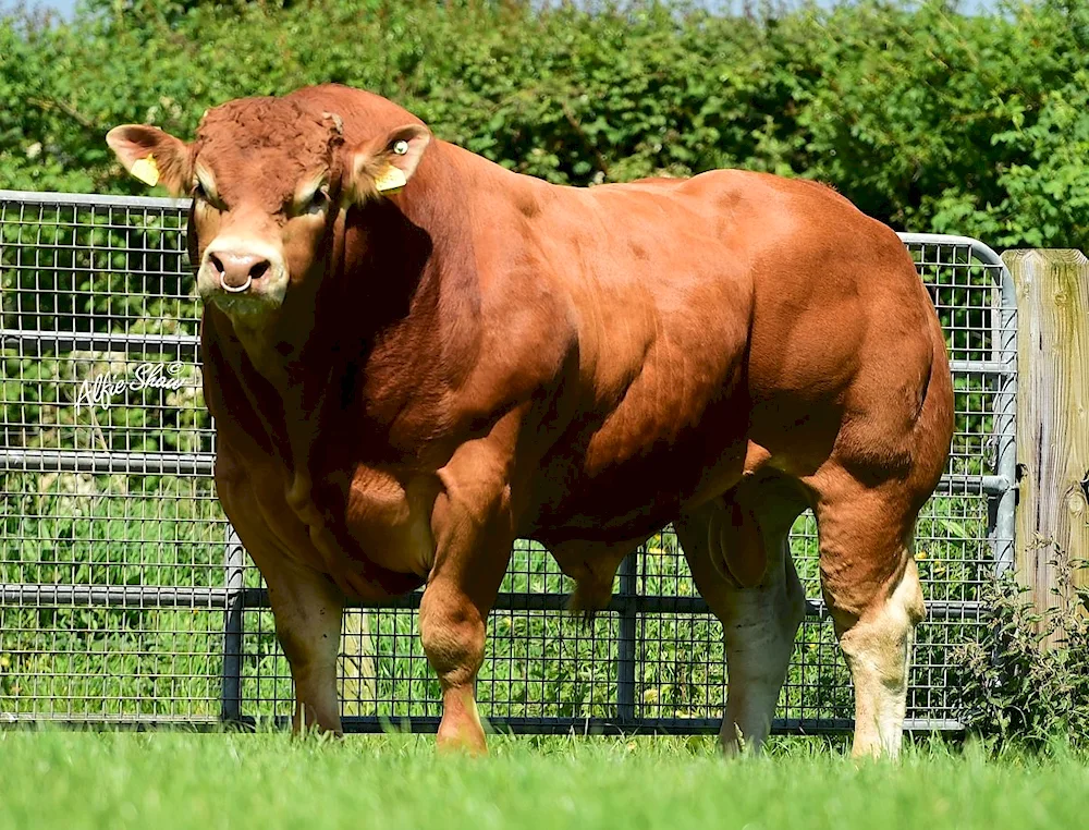 Limousin Bulls