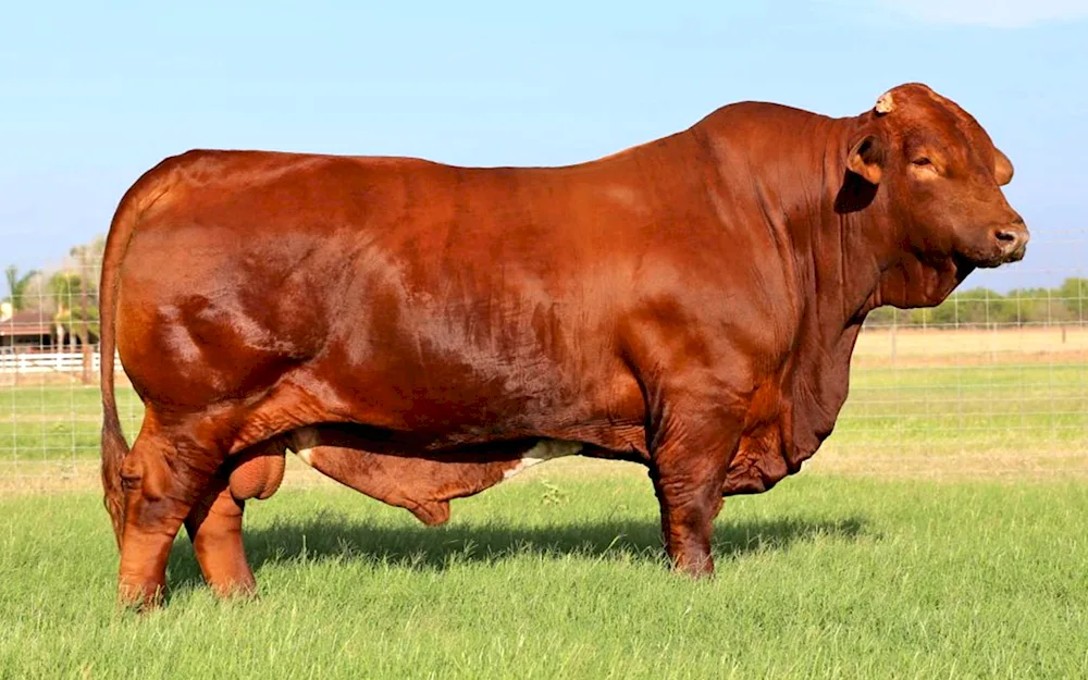 Limousin breed of cows