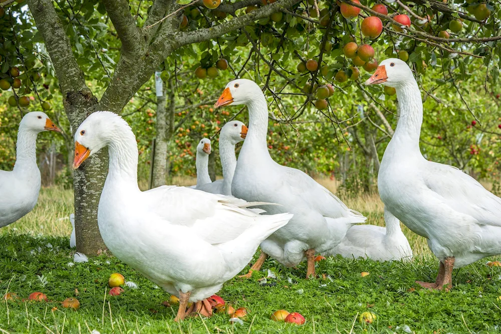 Lindov geese