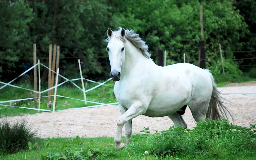 Lipizian horse breed