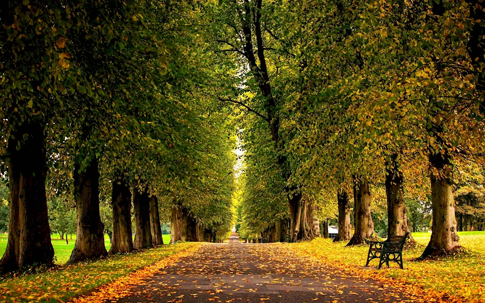 Lip Alley in autumn