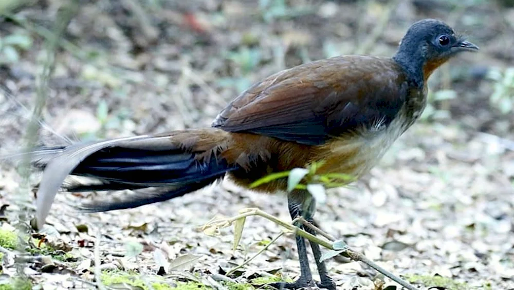 Lyrebird female