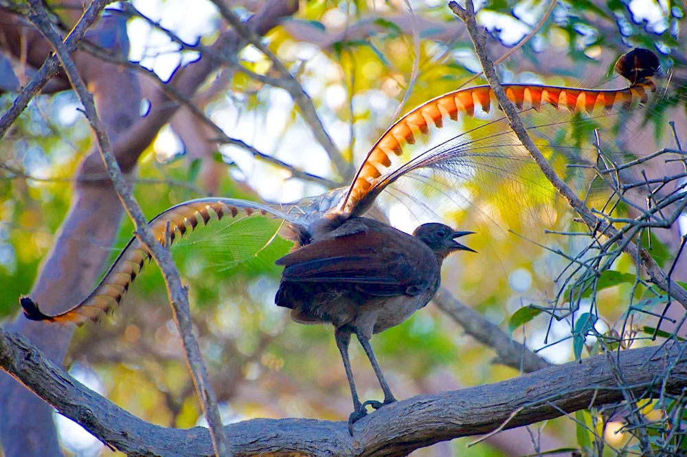 Lyrebird in Australia