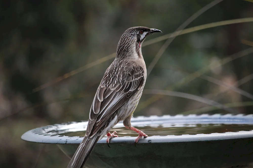 Lyrebirds in Australia