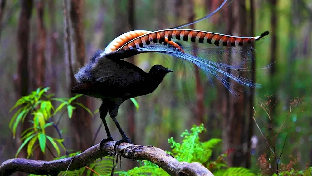 Lyrebirds in Australia