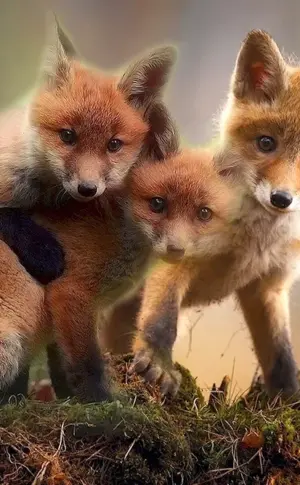 Fox Fox and fox