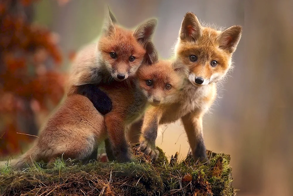 Fox Fox and fox