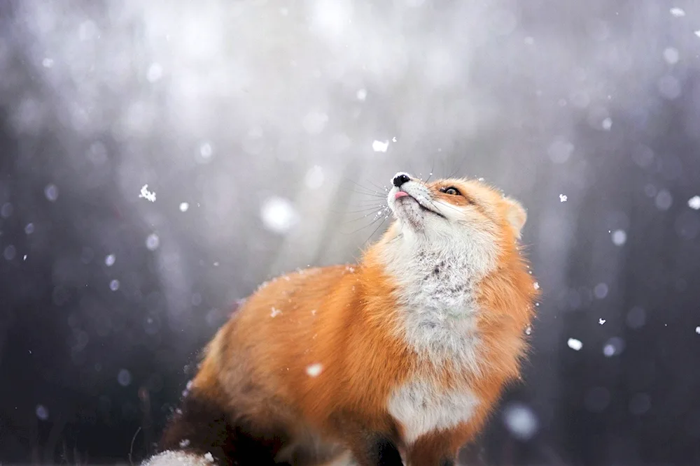 Fox in winter