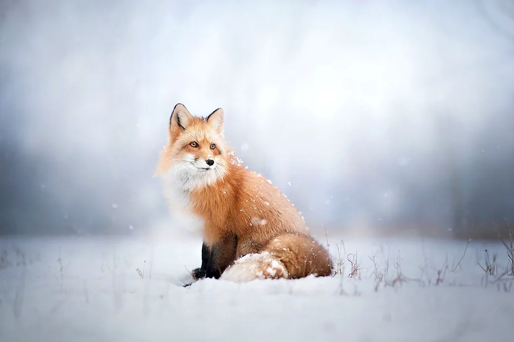 Furry fox