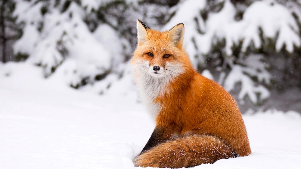 Fox in winter