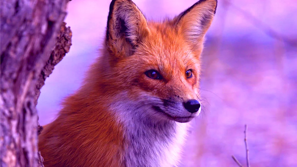 Fox