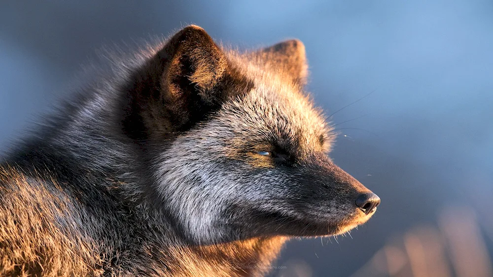 Blackmoor Fox