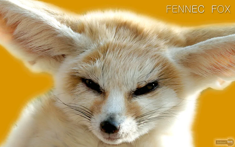 Foxes fenech