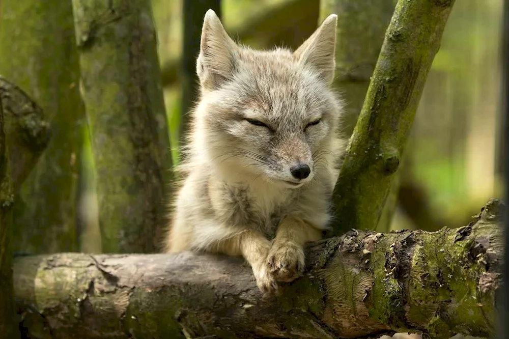 Steppe Fox Korsak