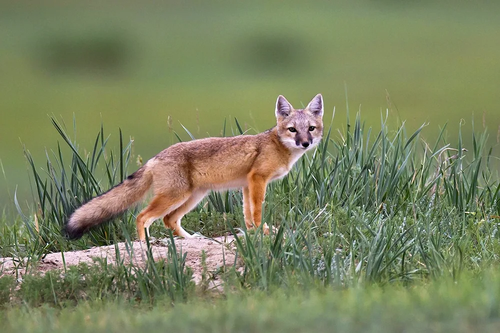 Steppe Fox Korsak