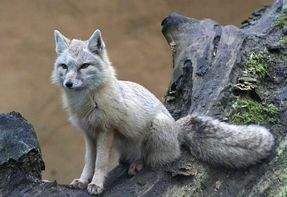 Steppe Fox Korsak