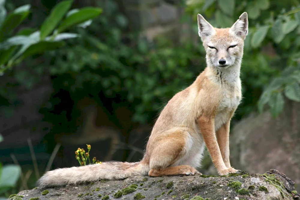 Sheep Fox Korsak