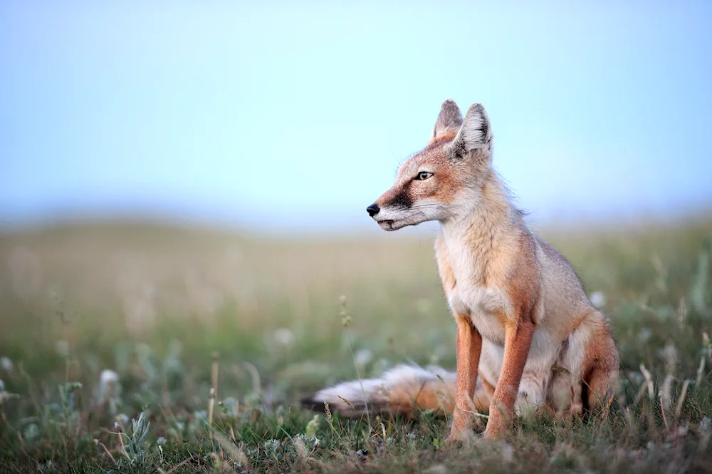 Lisa Crimean Steppe