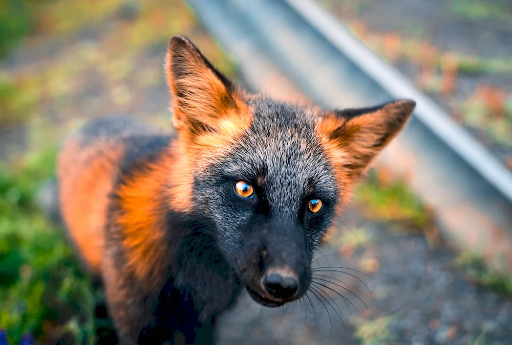 Canadian black fox