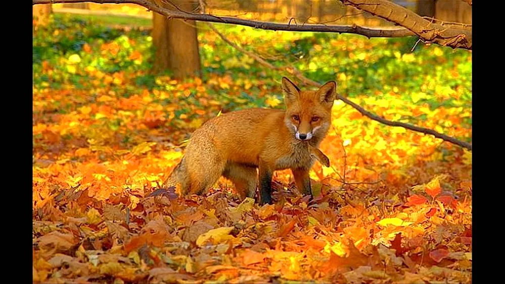 Lisa in autumn