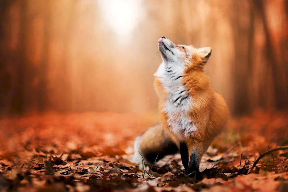 Fox Autumn