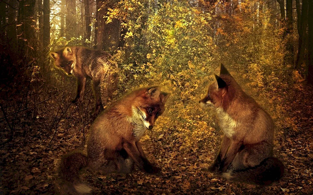 ‘Fox in the forest’