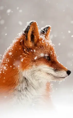 Fox winter