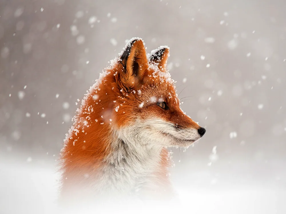 Fox winter