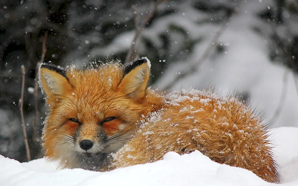 Fox in winter