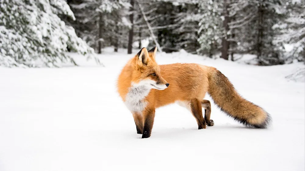 Fox in winter