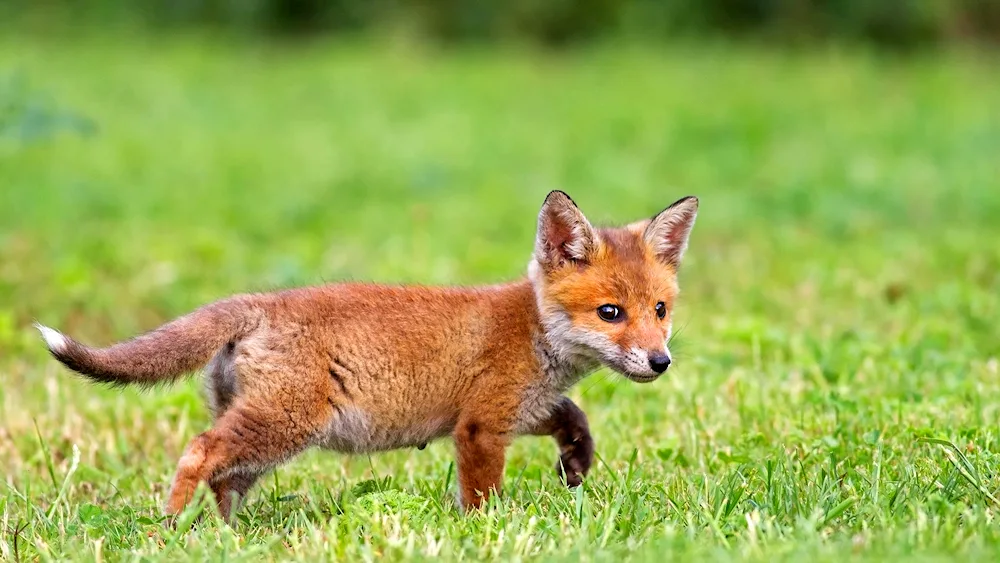 Baby Fox