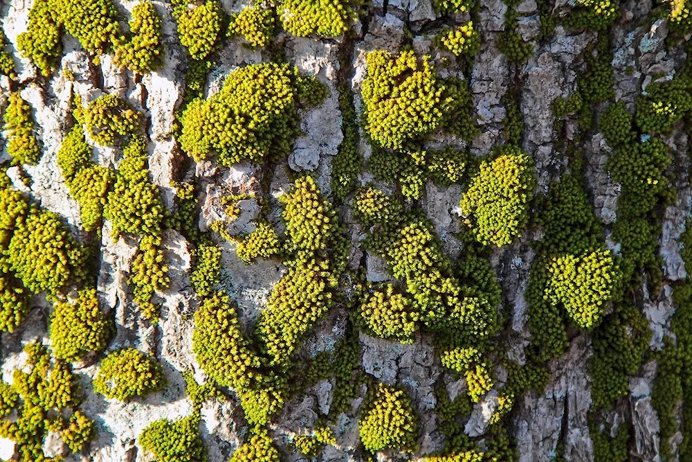 Calcareous lichens