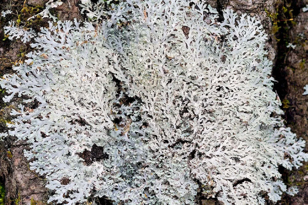 Calcareous lichens on trees