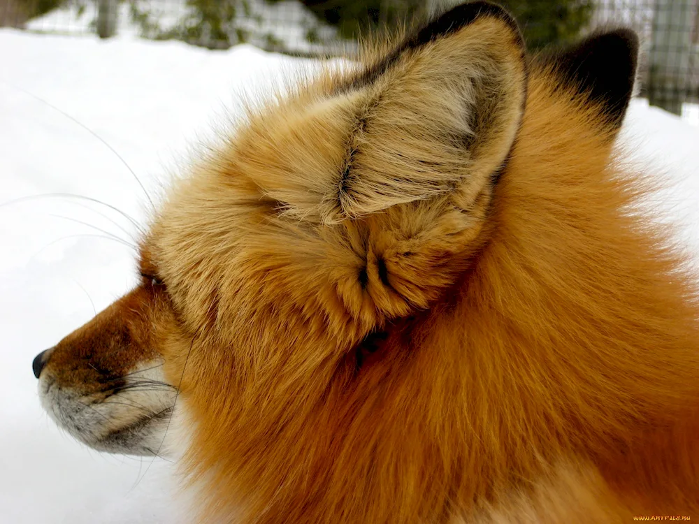 Fox Foxes